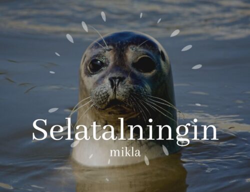 Selatalningin mikla